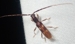 Heterachthes quadrimaculatus