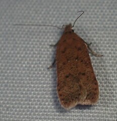 Dichomeris ventrellus