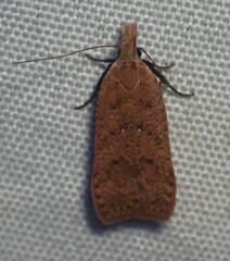 Dichomeris ventrellus