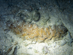 Holothuria mexicana