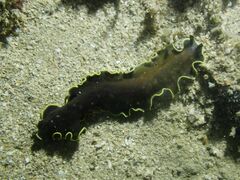 Pseudobiceros