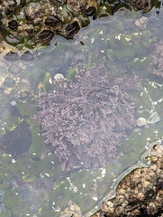 Calliarthron tuberculosum