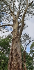 Eucalyptus viminalis viminalis