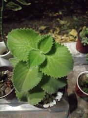 Coleus amboinicus