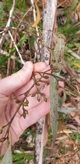 Eucalyptus viminalis viminalis