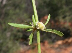 Alternanthera nodiflora