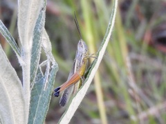 Staurorhectus longicornis