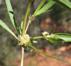 Alternanthera nodiflora