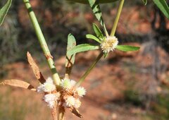 Alternanthera nodiflora