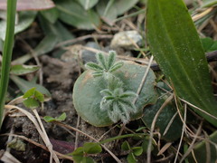 Lupinus densiflorus densiflorus