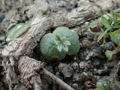 Lupinus densiflorus densiflorus