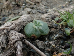 Lupinus densiflorus densiflorus