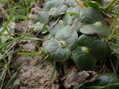 Lupinus densiflorus densiflorus