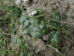 Lupinus densiflorus densiflorus