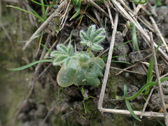 Lupinus densiflorus densiflorus