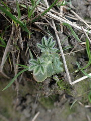 Lupinus densiflorus densiflorus