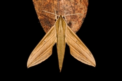 Cechetra lineosa