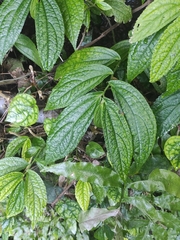 Elatostema platyphyllum