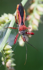 Scipinia arenacea