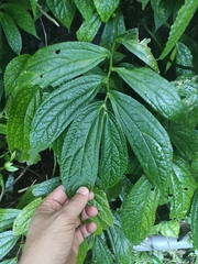 Elatostema platyphyllum