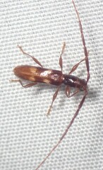 Heterachthes quadrimaculatus