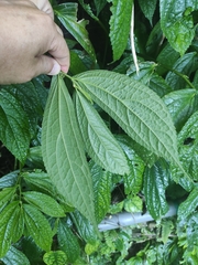Elatostema platyphyllum