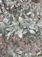 Buxus