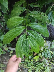 Elatostema platyphyllum