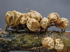 Polyschismium peyerimhoffii