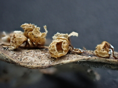 Polyschismium peyerimhoffii