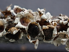 Polyschismium peyerimhoffii