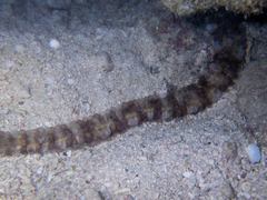 Euapta