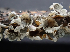 Polyschismium peyerimhoffii