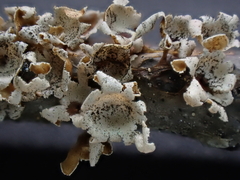 Polyschismium peyerimhoffii