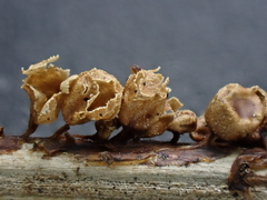 Polyschismium peyerimhoffii