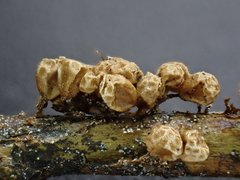 Polyschismium peyerimhoffii