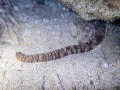 Euapta