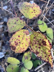 Phragmidium violaceum
