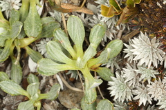 Celmisia discolor