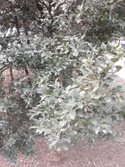Buxus