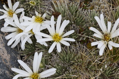 Celmisia sessiliflora