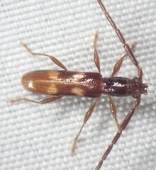 Heterachthes quadrimaculatus