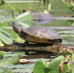 Trachemys decussata