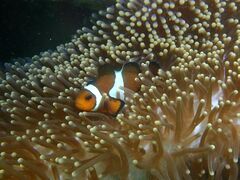 Amphiprion ocellaris