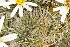 Celmisia sessiliflora