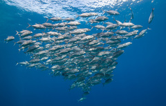 Caranx sexfasciatus