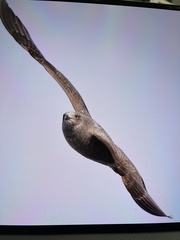 Larus argentatus