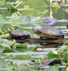 Trachemys decussata
