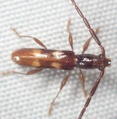 Heterachthes quadrimaculatus
