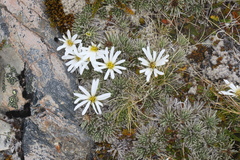 Celmisia sessiliflora